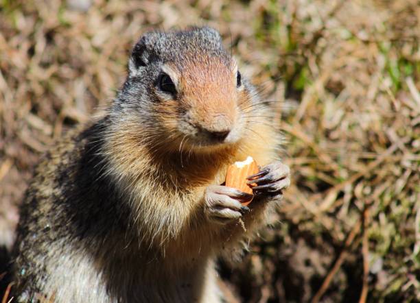 Closeup view of a furry Columbian Ground Squirrel holding a partially eaten almond nut.