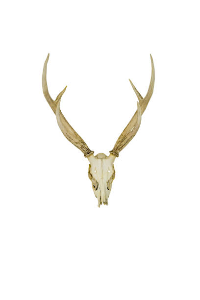 istock Mule Deer antlers isolated on white backgrounds 833523756