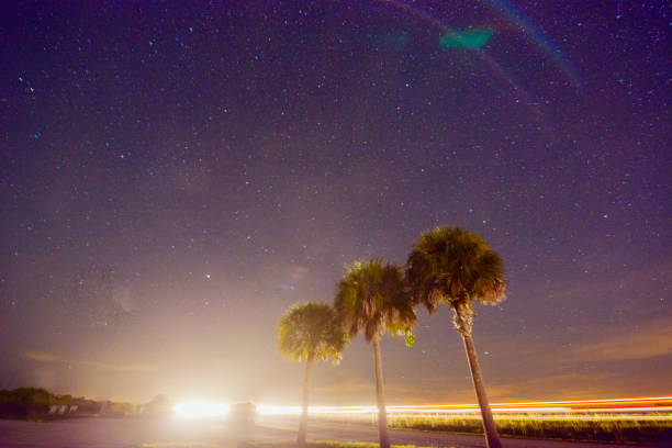 This is a horizontal, wide angle, color photograph of palm trees at night along Alligator Alley in Western Broward County Fort Lauderdale, Florida. The lights from passing cars create streaks of light.