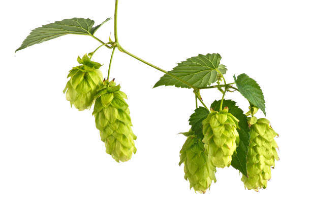 istock Hop Cones Isolated on the White Background. 833533476