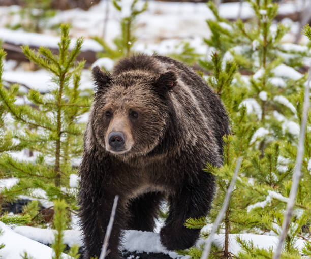 istock A Grizzly in Yellowstone 833533572