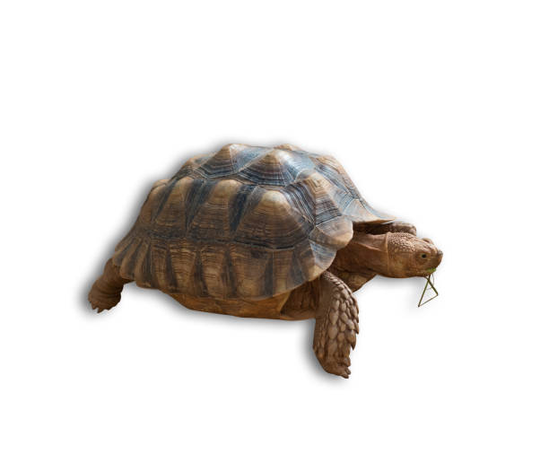 istock Sulcata tortoise isolated on white background(clipping path) 833533866