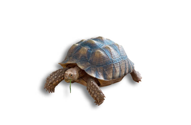 istock Sulcata tortoise isolated on white background(clipping path) 833533896