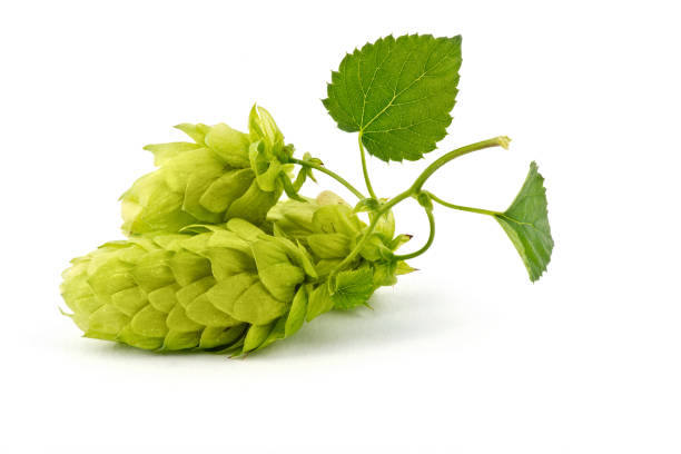 istock Hop Cones Isolated on the White Background. 833548528