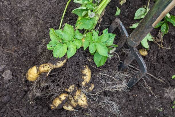 istock Potato harvesting by hand 833563780