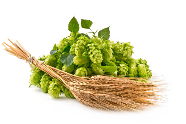 Hop Cones and Barley Isolated on the White Background. taken under studio light with electronic flash barley stock pictures, royalty-free photos & images
