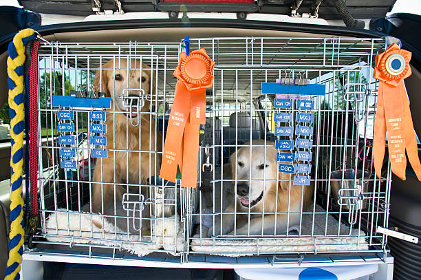 골든 retrievers in 나무상자, 리본 - trapped pet carrier concepts authority 뉴스 사진 이미지