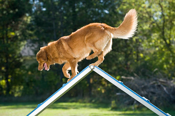 Retriever at peak of A-frame nova scotia duck-tolling retriever dog agility stock pictures, royalty-free photos & images