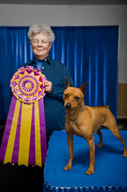 судья с маленькой собаки и поля ленты - best in show стоковые фото и изображения