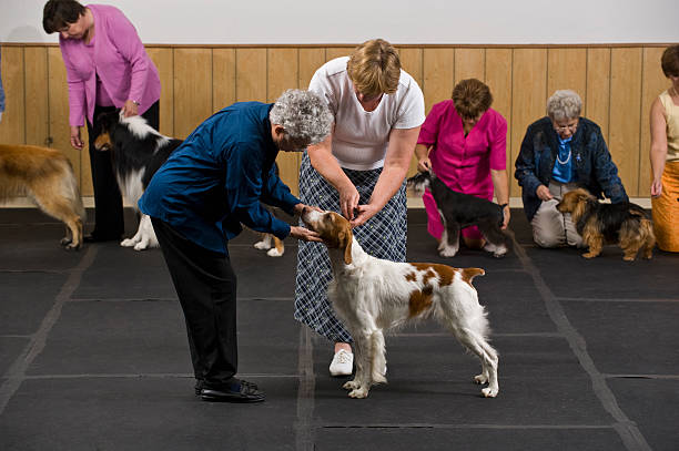 chien dans la concurrence examinée par le juge - competition judge photos et images de collection