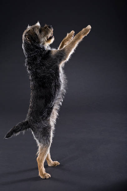 Border Terrier begging on hind legs  border terrier stock pictures, royalty-free photos & images