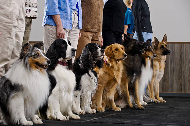 Line of purebred dogs in obiedience class  obedience training stock pictures, royalty-free photos & images