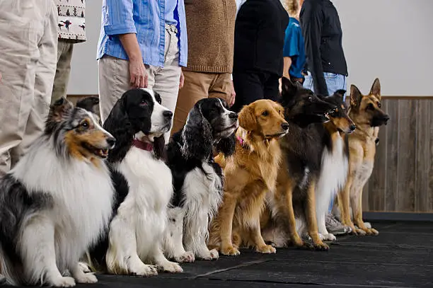 Photo of Line of purebred dogs in obiedience class