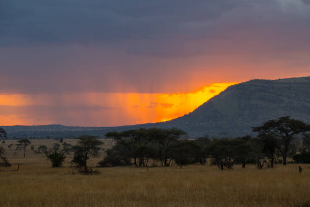 istock Sunset at Serengeti 833585748