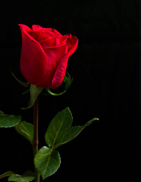 istock One red rose on black background. 833585864