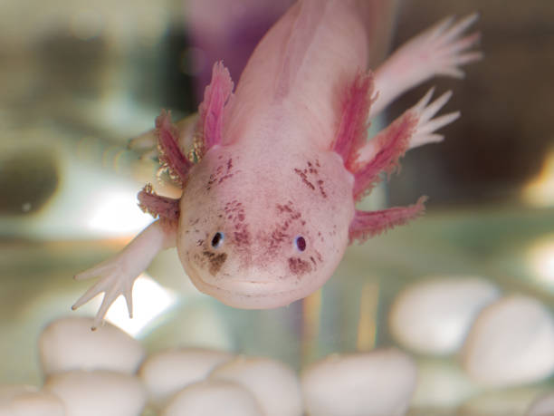 Portrait of an axolotl Portrait of an axolotl in aquarium close up animal embryo photos stock pictures, royalty-free photos & images