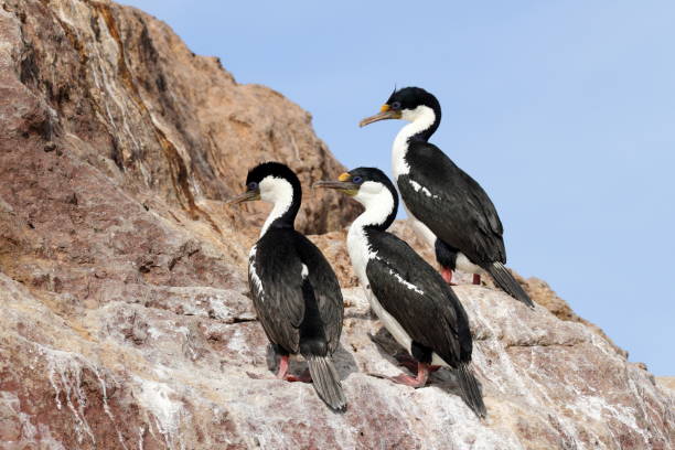 istock Group of imperial shags on a rock 833586214