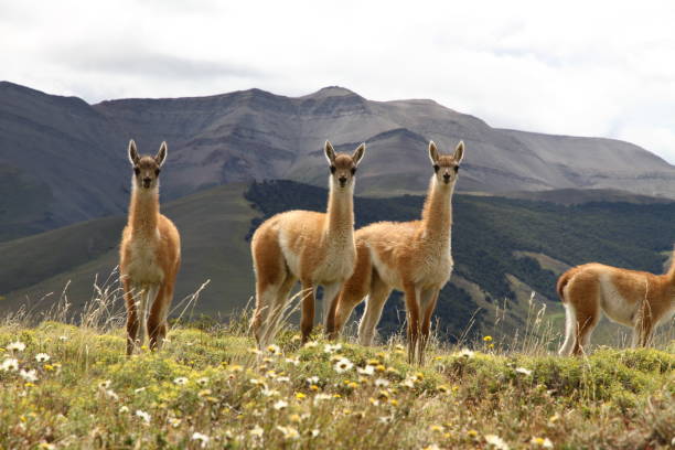istock Young guanacos looking at the camera 833586528