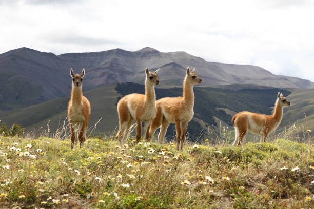 istock Young guanacos with mountains behind 833586530