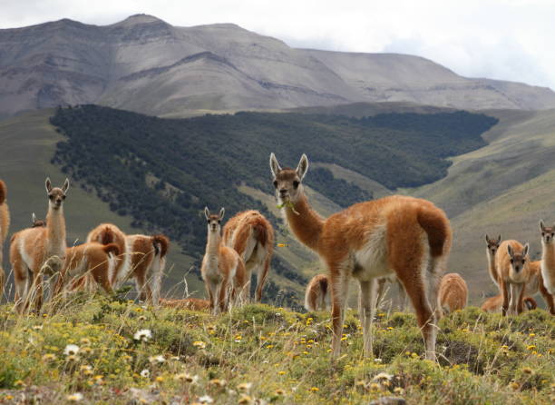 istock Little guanaco eating a flower 833586546