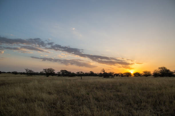 Beautiful african sunset, with backlit acacia tree.