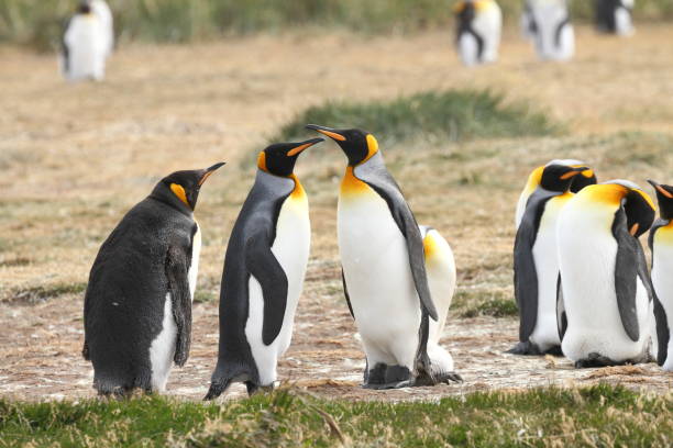 istock Pair of king penguins with a big chick 833586652
