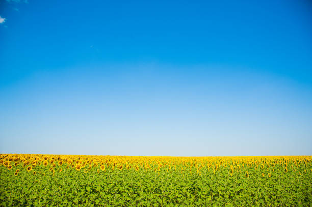 istock Sunflower field. Summer landscape 833606864