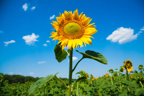 istock Sunflower field. Summer landscape 833612830
