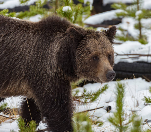 istock Grizzly on the Prowl 833618164