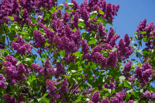 istock Purple lilac branch blue sky background 833623792