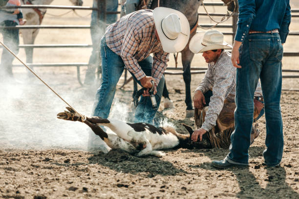 istock preparing to ride in the rodeo 833623846