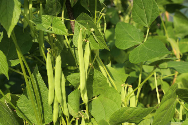 istock Beans growing in garden. 833628392
