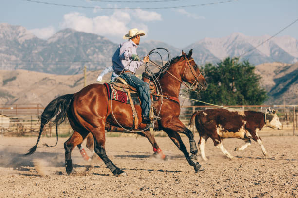 istock preparing to ride in the rodeo 833628626