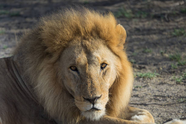 istock Large Wild Tanzania African lion in morning light 833629310