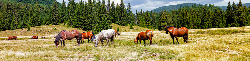 Panoramic of grazing wild horses and pasture in the Apuseni mountains of Transylvania