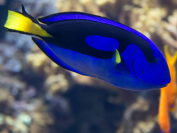 istock Beautiful Paracanthurus Hepatus inside Aquarium: Indo-Pacific Surgeonfish 833652388