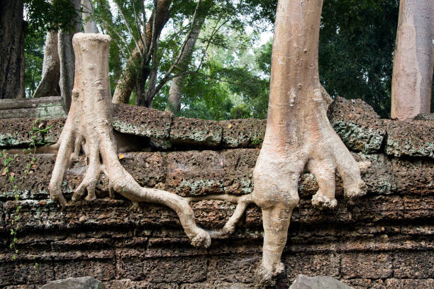 Trees United Unique image of a kapok tree cut but still living after combining it's root together with neighbouring tree ceiba tree photos stock pictures, royalty-free photos & images