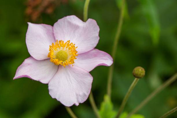 istock Pink anemone flowers close-up 833654032