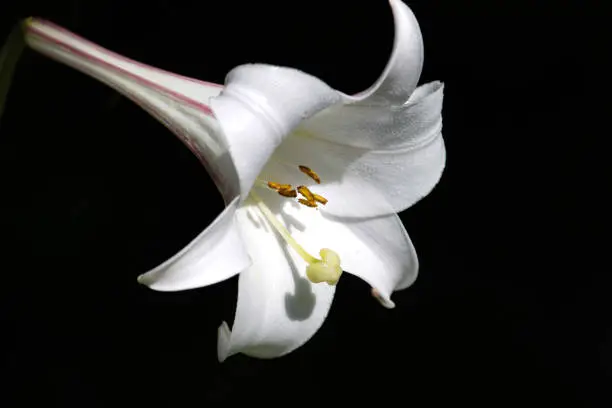 Photo of White flower of Madonna lily (Lilium candidum) on black background.