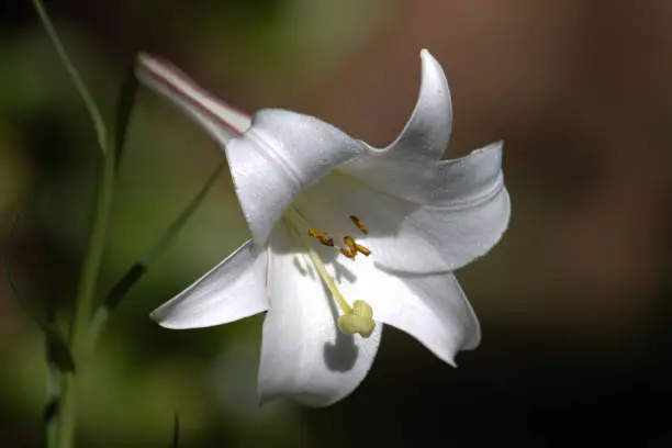 Photo of White flower of Madonna lily (Lilium candidum) on blurred background.