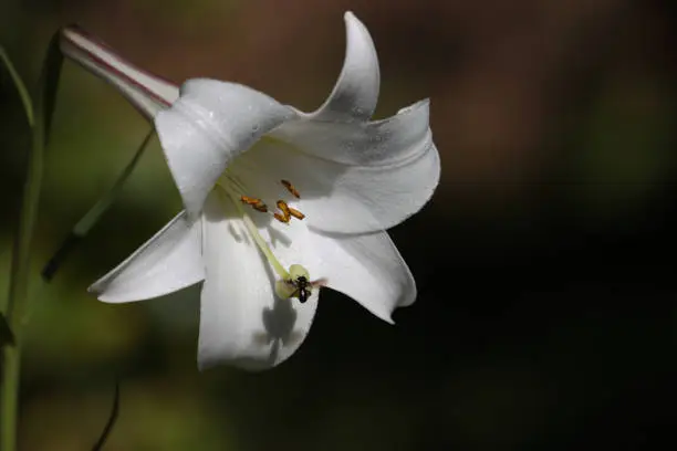 Photo of White flower of Madonna lily (Lilium candidum) with an insect, on blurred background.