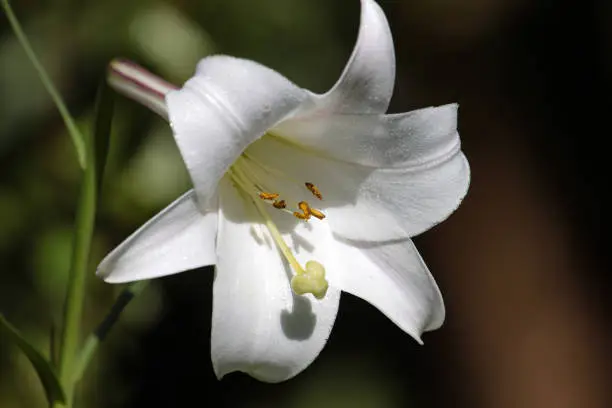 Photo of White flower of Madonna lily (Lilium candidum) on blurred background.