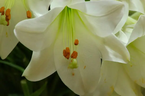 Photo of White flowers of Madonna lily (Lilium candidum) Close up.