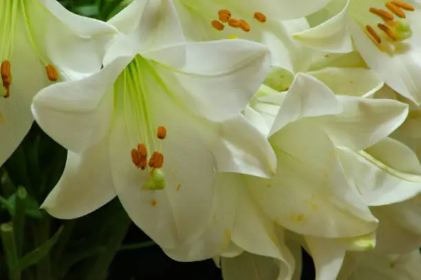 Photo of White flowers of Madonna lily (Lilium candidum).