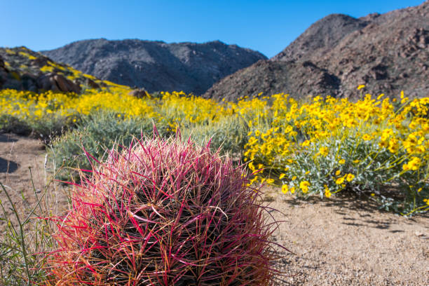 istock California Barrel Cactus Welcomes Spring and Bristlebush Blooms 833667492
