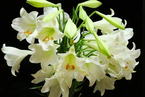 Photo of White flowers of Madonna lily (Lilium candidum) on black background.