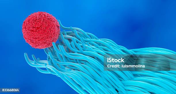 Dendritic Cell And Lymphocyte Stock Photo - Download Image Now - Lymphocyte, Biology, T-Cell