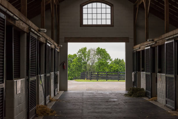 Cleaning Time in Horse Barn Cleaning Time in Horse Barn on quiet morning horse barn stock pictures, royalty-free photos & images