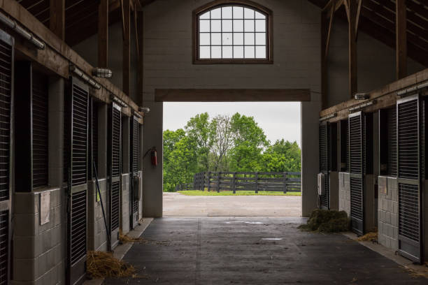 cleaning time in horse barn - horse stall stable horse barn imagens e fotografias de stock