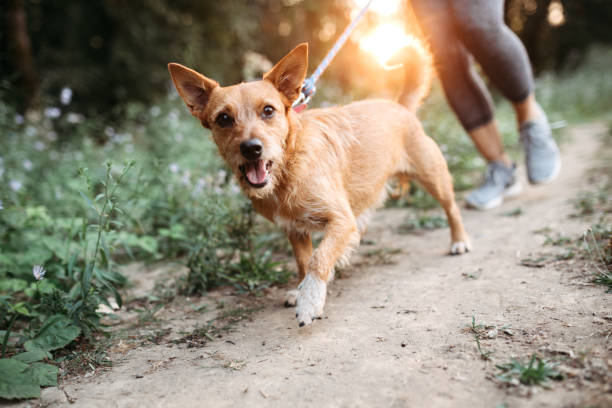 mulher, movimentando-se com cães - trela - fotografias e filmes do acervo